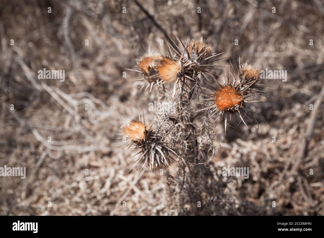 Secchi fiori spinosi, close-up foto con messa a fuoco selettiva Foto Stock