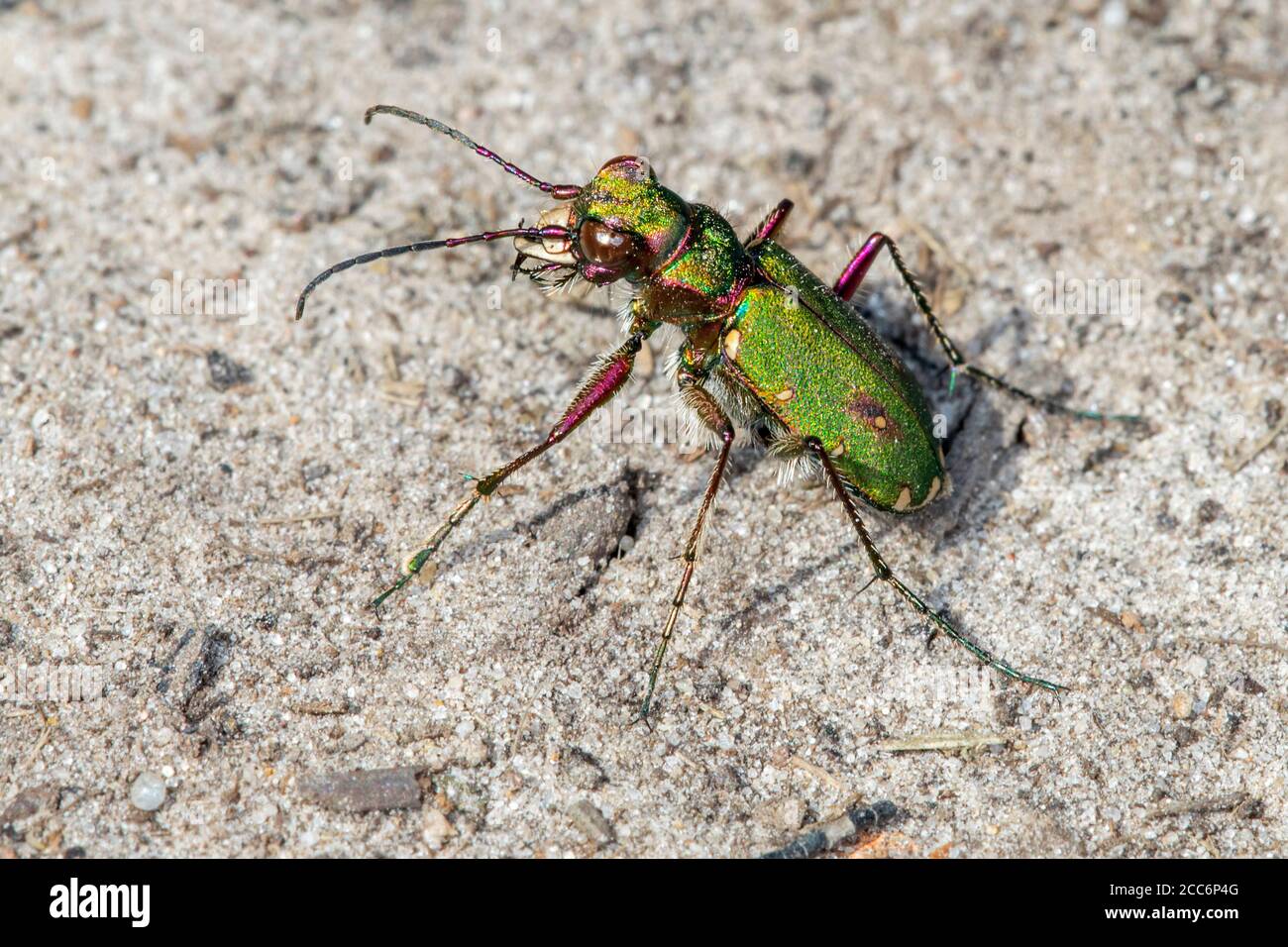 Scarabeo di tigre verde (Cicindela campestris) prendere il sole sulla sabbia asciutta in brughiera Foto Stock