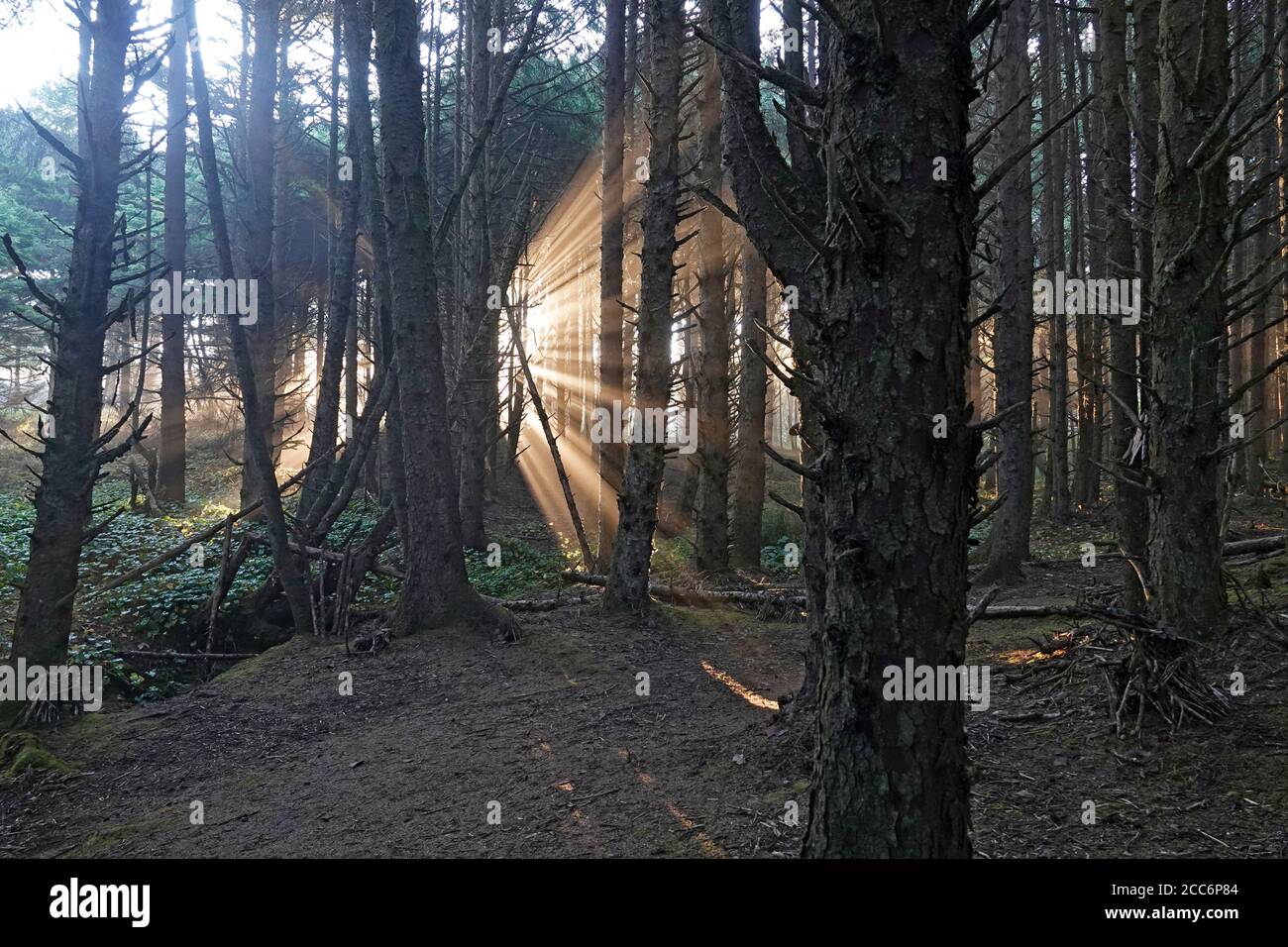 Raggi d'oro della luce dell'alba che passa attraverso un boschetto di alberi di cedro su un percorso sull'oceano sulla costa dell'Oregon Pacifico vicino alla città di Yachats. Foto Stock