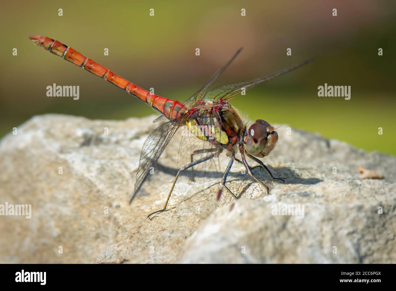 dragonfly darter maschile comune seduto su una roccia Foto Stock