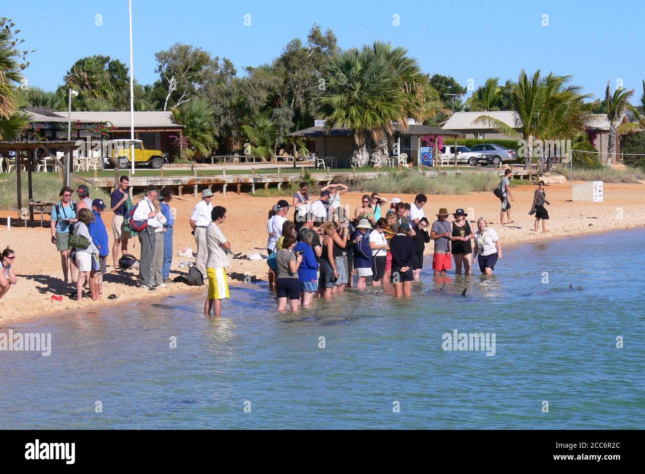 AUSTRALIA, SHARK BAY, MONKEY mia, 26 MAGGIO 2006: Interazione con i delfini alla spiaggia di Monkey mia durante il periodo di alimentazione Foto Stock