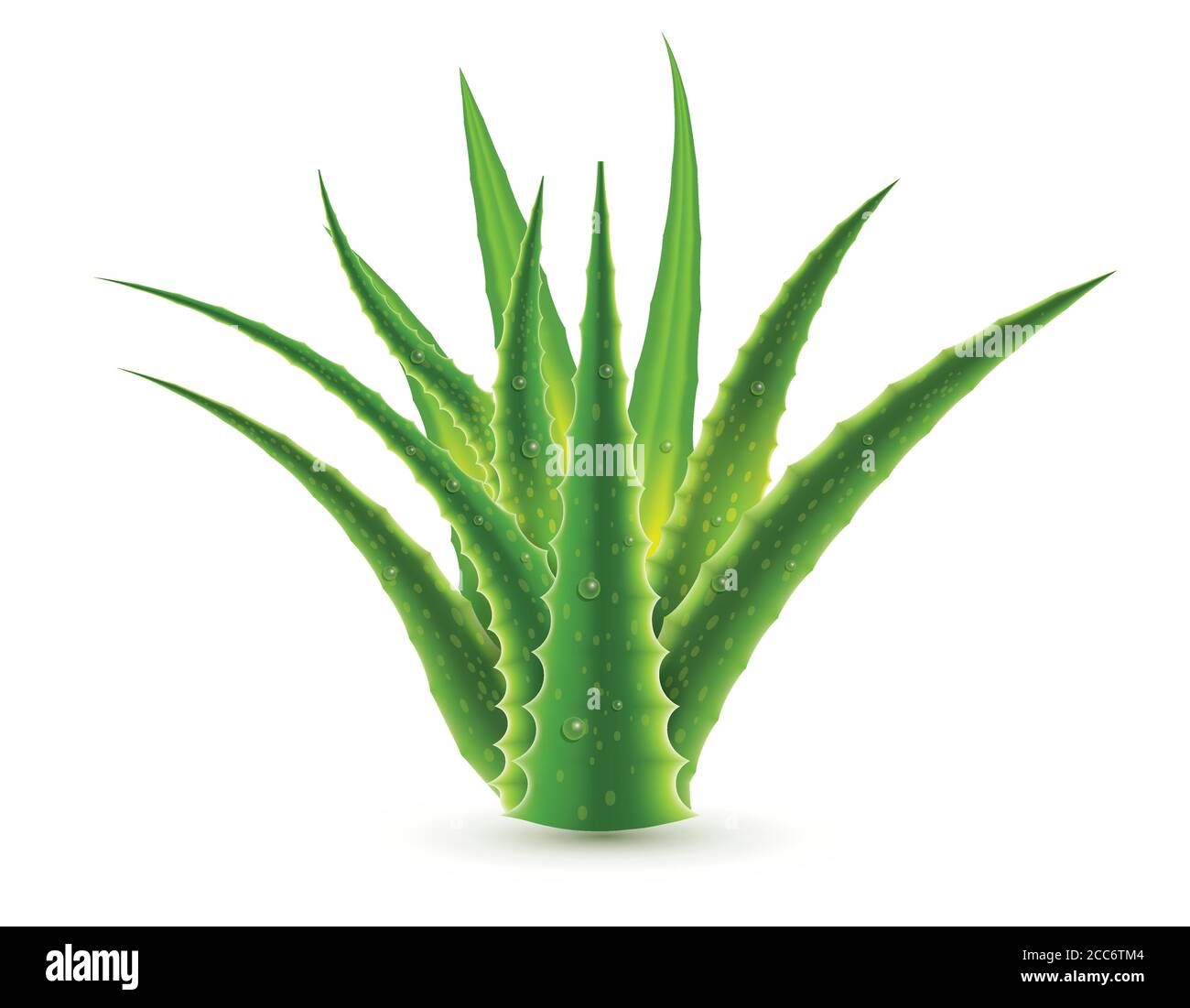 Aloe vera con gocce d'acqua isolate su sfondo bianco. Illustrazione vettoriale. Illustrazione Vettoriale