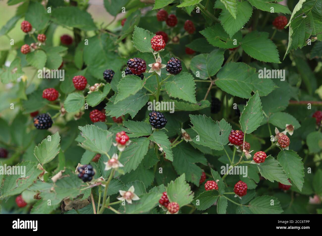 Cespugli di mora di bacca nera Foto Stock