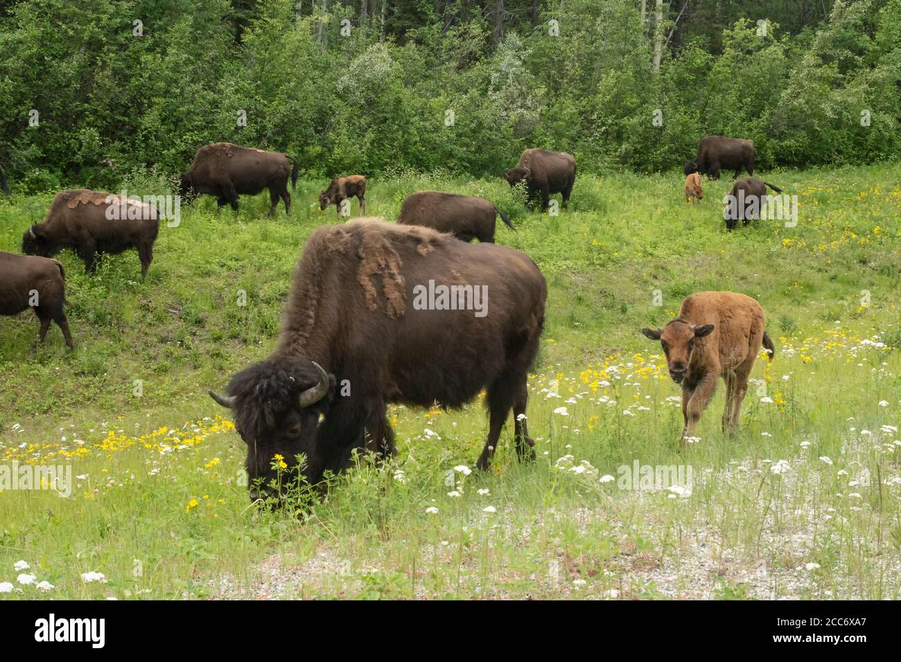 Nord America; Canada; British Columbia; Fauna; mammiferi; Wood Bison: Bison athabascae; Spring Foto Stock