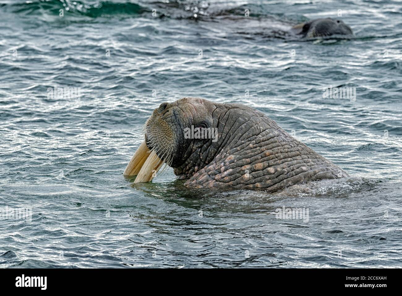 Tricheco (Odobenus rosmarus), in mare a Torellnesfjellet, Nordaustlandet, Svalbard, Norvegia Foto Stock