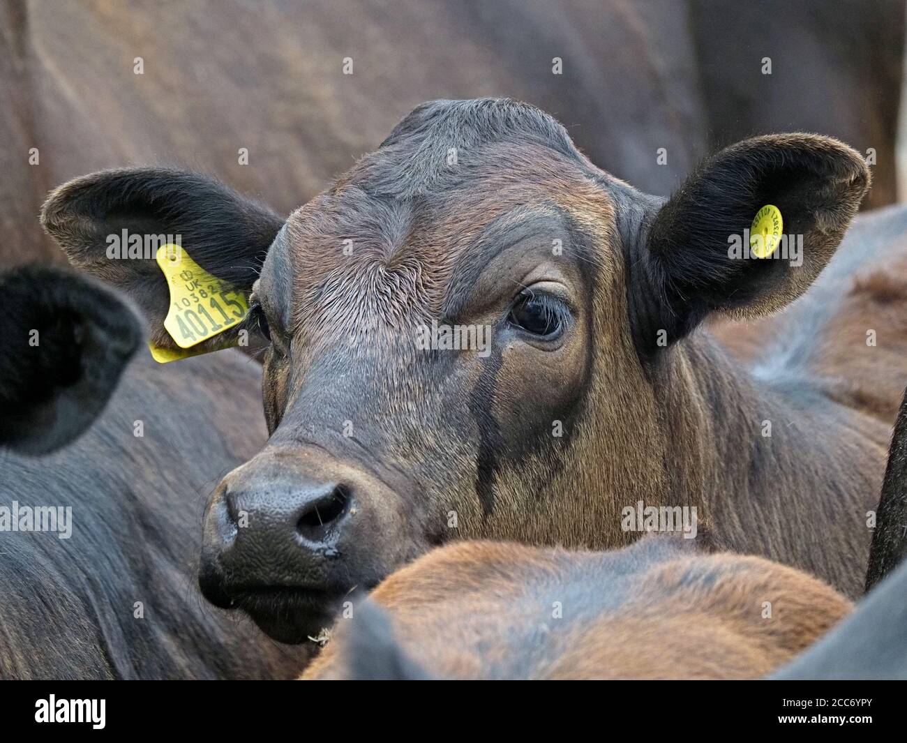 Agnello giovane e coccoloso con pecora madre al sole primaverile su pascolo erboso montano nella valle dell'Eden, Cumbria, Inghilterra, Regno Unito Foto Stock