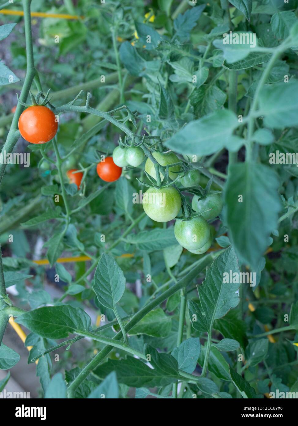 Pomodori verdi e rossi sulla vite Foto Stock