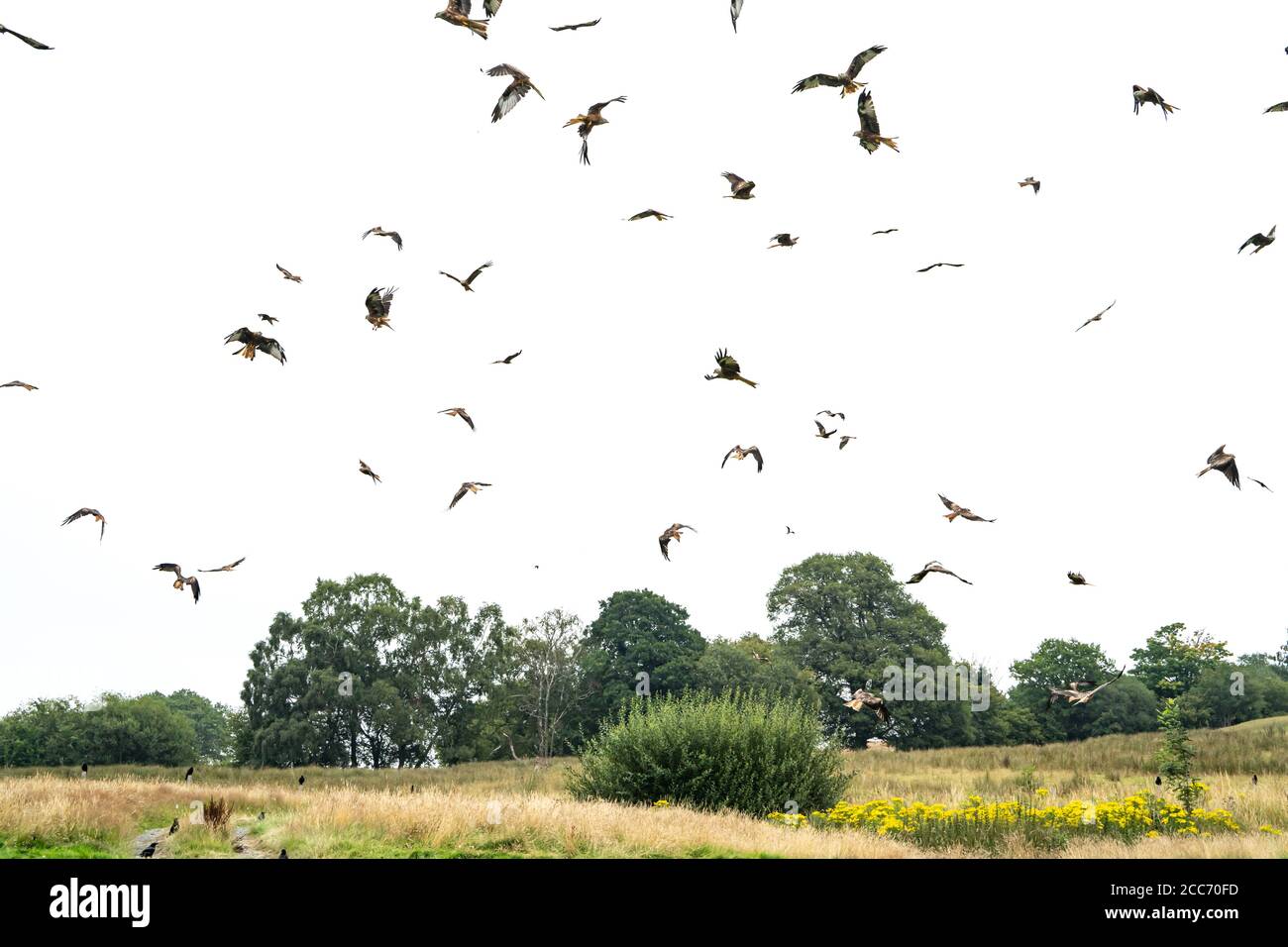Gitrin Farm Red kite feeding center, Rhayader, Powys, Galles UK Foto Stock