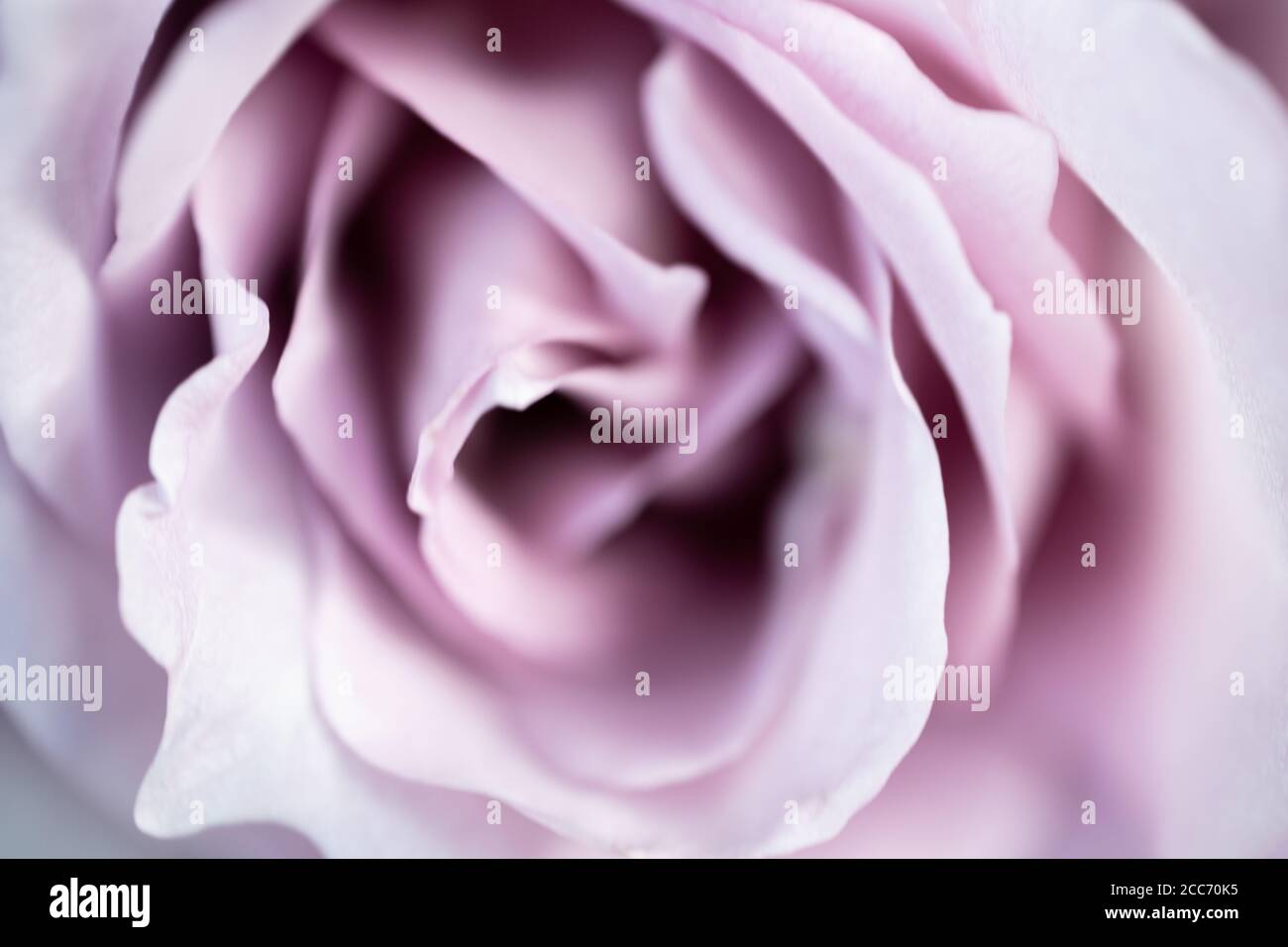 Primo piano raccolto stretto di un viola / malva / lilla / rosa Foto Stock
