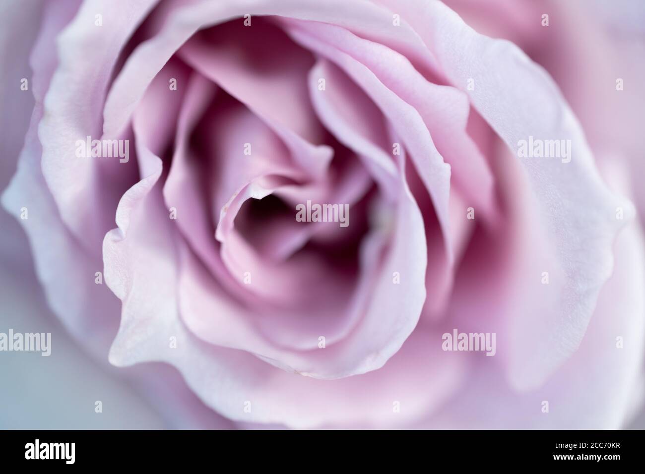 Primo piano raccolto stretto di un viola / malva / lilla / rosa Foto Stock