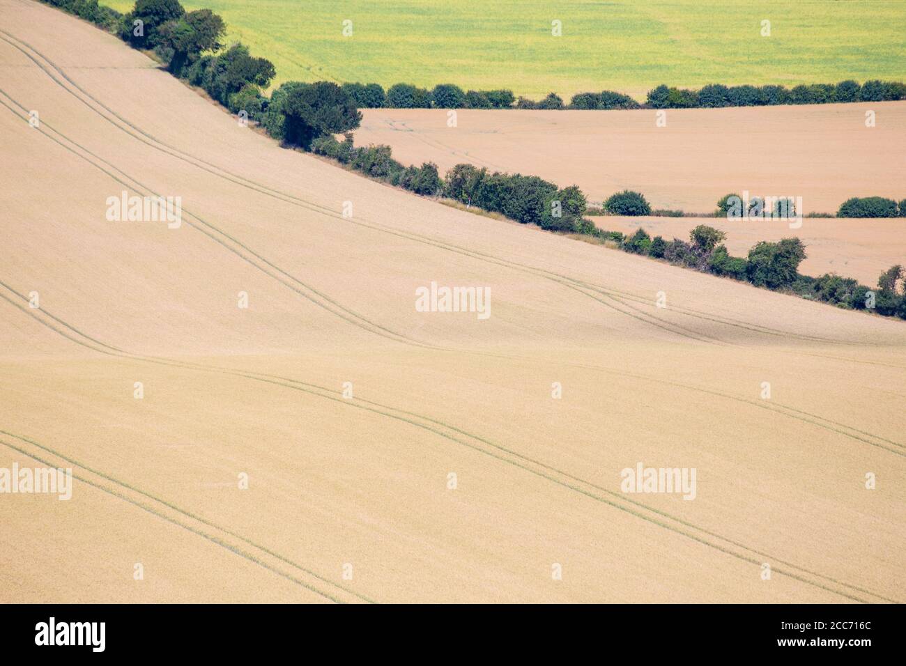 Campo di grano nel Wiltshire, Inghilterra Foto Stock