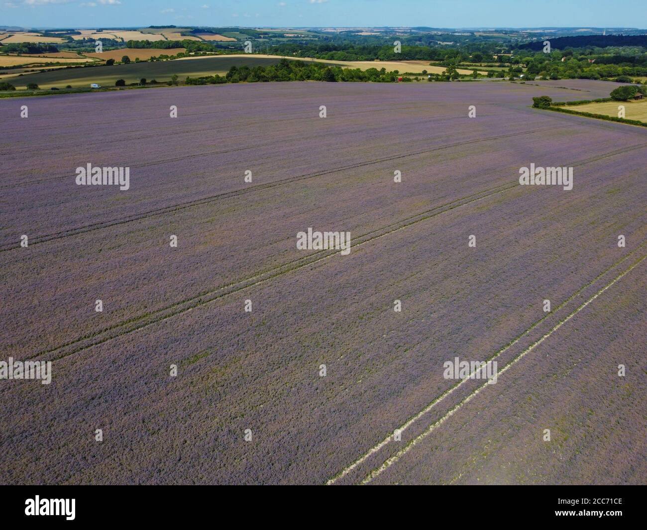 Borage (Starflower) campo di coltura in Wiltshire, Inghilterra Foto Stock