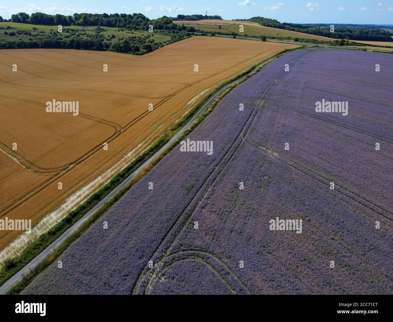 Borage (Starflower) campo di coltura in Wiltshire, Inghilterra Foto Stock