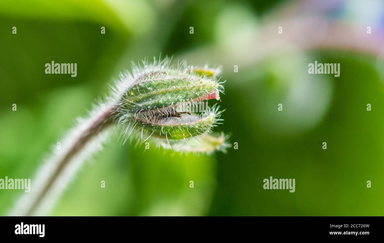 Un macro shot di un bocciolo di borragine molto peloso. Foto Stock