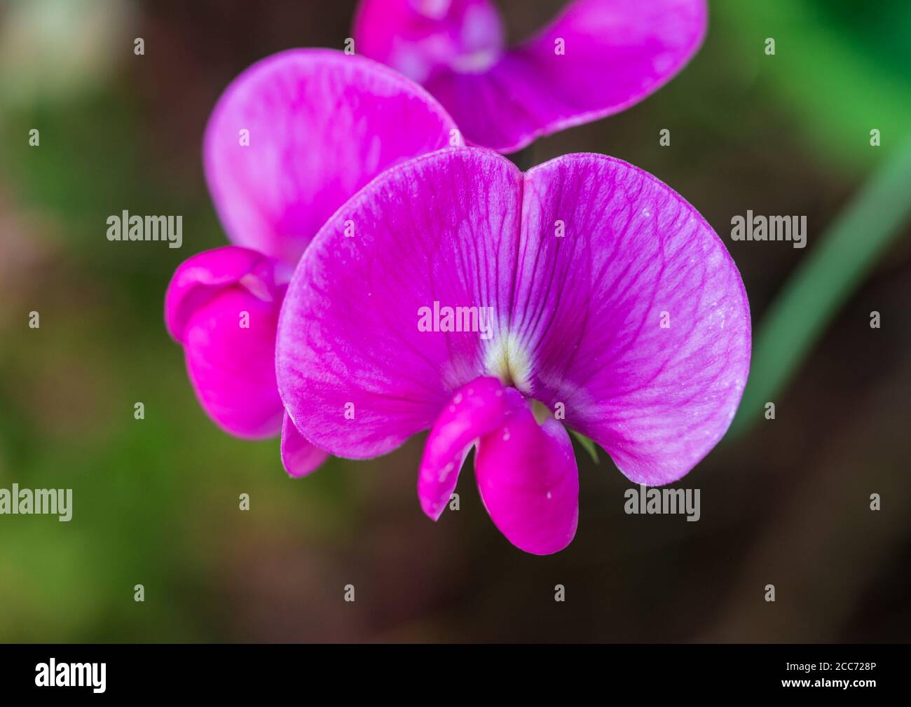 Una macro shot di pisello dolce e colore rosa bloom. Foto Stock