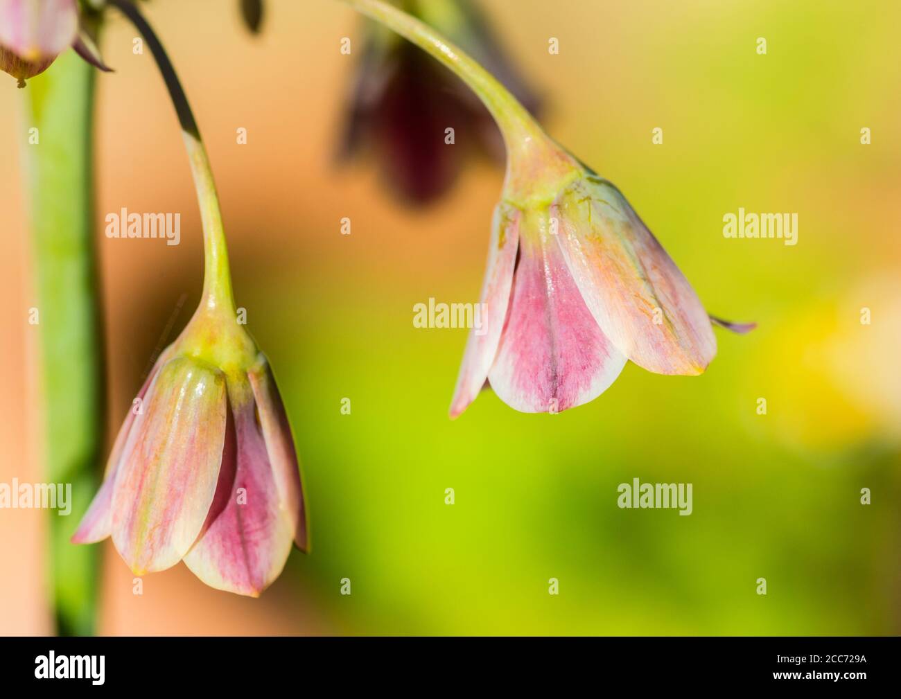 Un macro shot di una fioritura di aglio al miele siciliano. Foto Stock