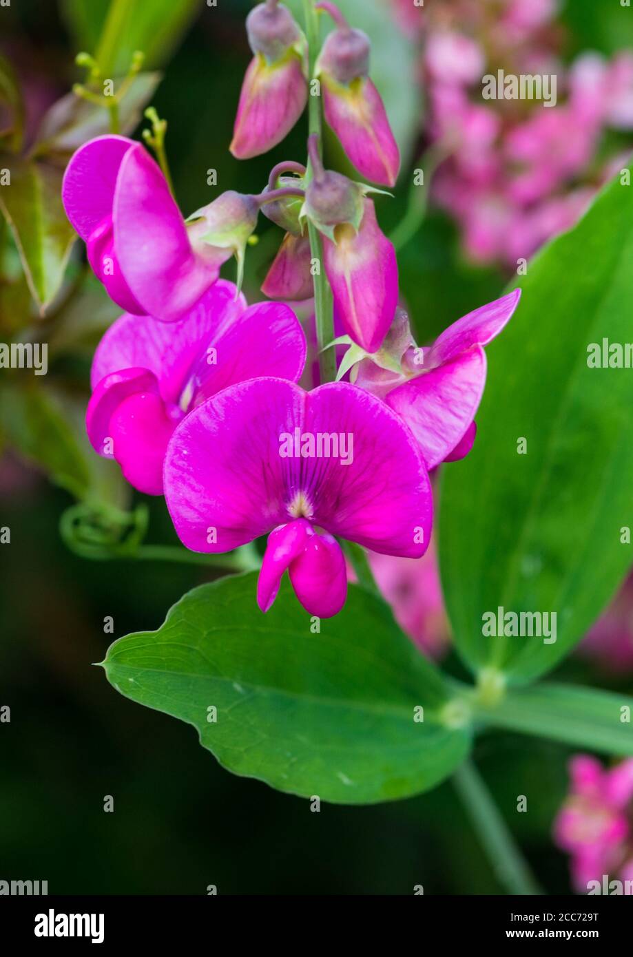 Una macro shot di pisello dolce e colore rosa bloom. Foto Stock