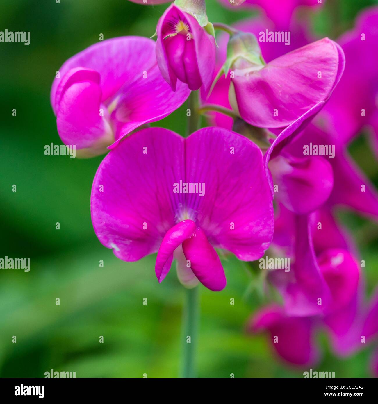 Una macro shot di pisello dolce e colore rosa bloom. Foto Stock