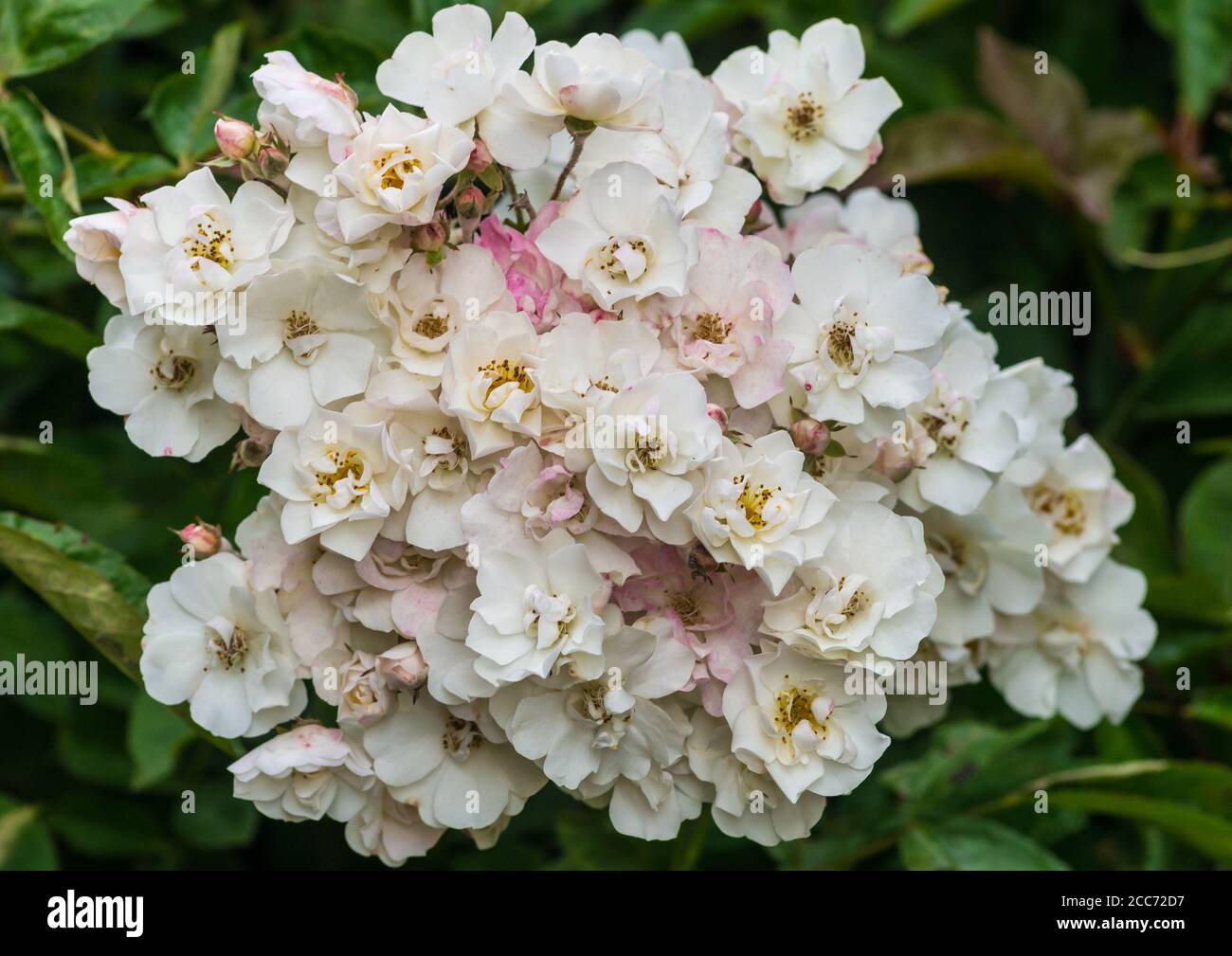 Un macro shot di un gruppo di rose bianche selvatiche. Foto Stock