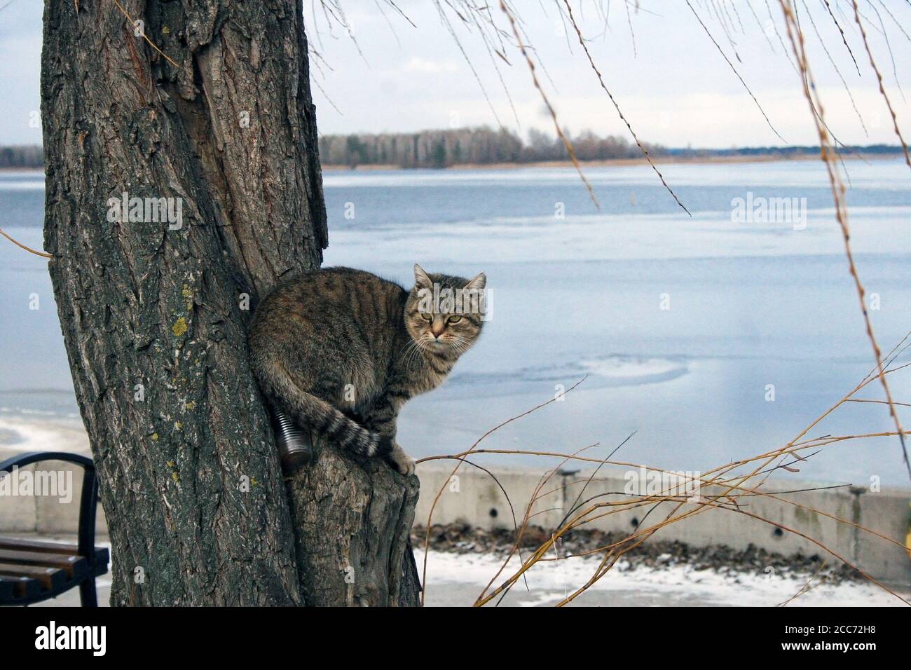Gatto a strisce grigie seduto in un albero salice su tempo invernale sovrastato. Foto di animali senza casa, fiume blu sullo sfondo, cielo nuvoloso, neve Foto Stock