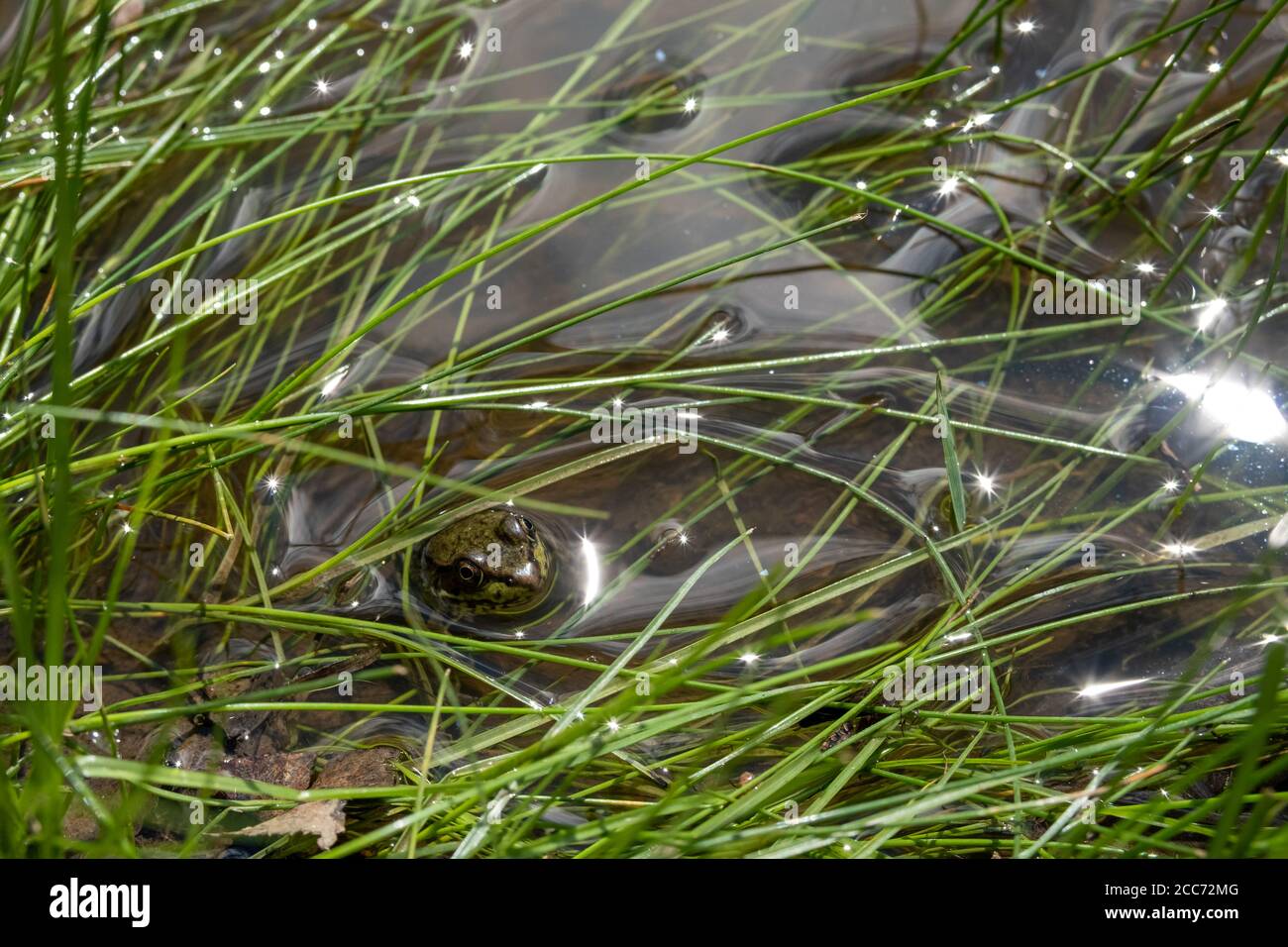 Una rana verde nei ruscelli dell'acqua si nasconde tra le foglie d'erba, la sua testa mimetizzata sbirciando in superficie. Foto Stock