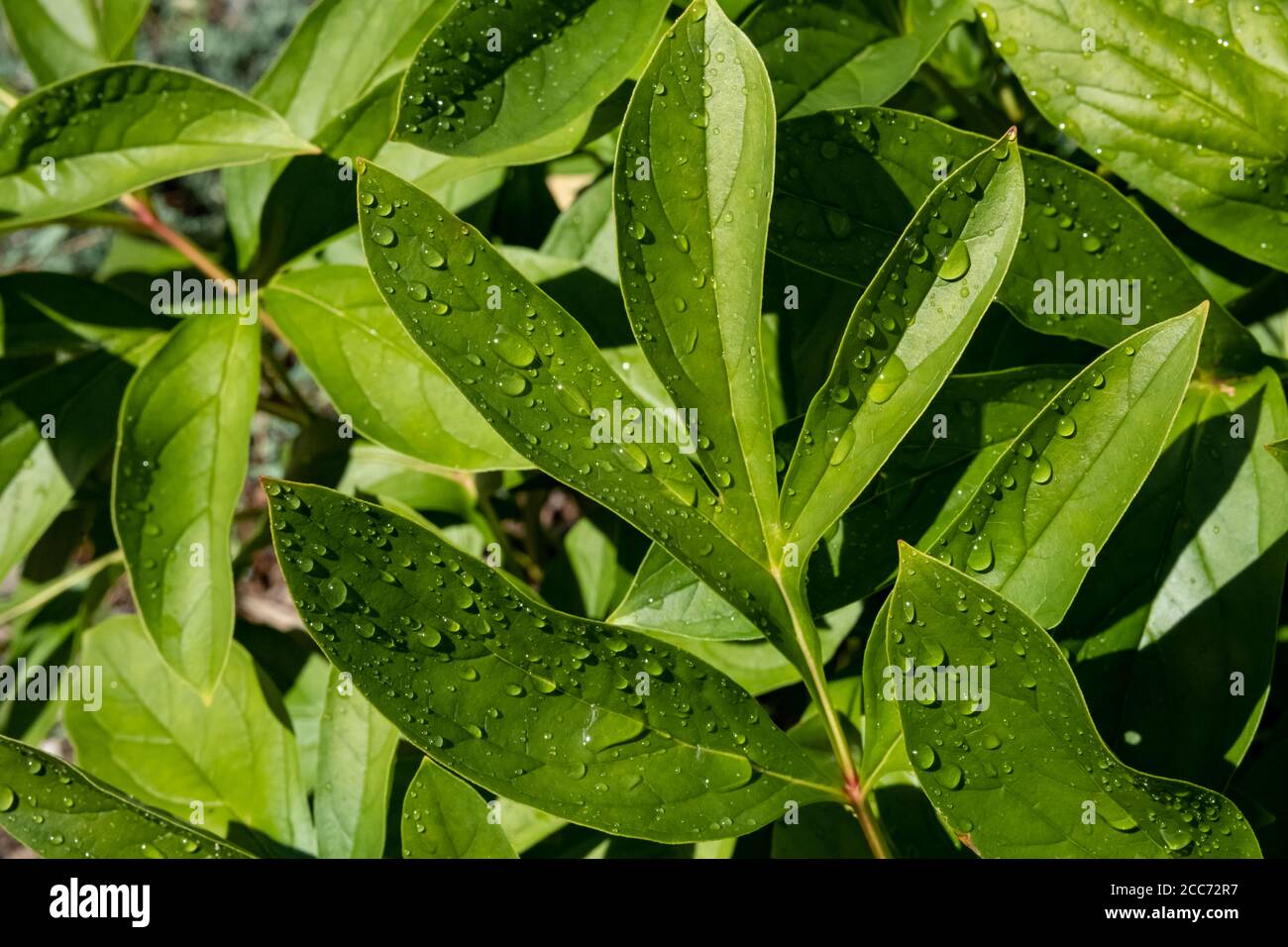 In un giardino, le foglie verdi vibranti di una pianta sono bagnate da goccioline d'acqua. Foto Stock