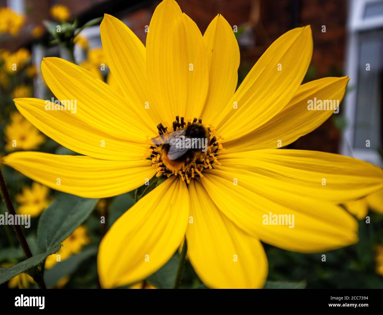 Un'ape bumble che si nutrono e atterrano su un bel fiore giallo di rudbeckia, daisy in un giardino urbano. Foto Stock