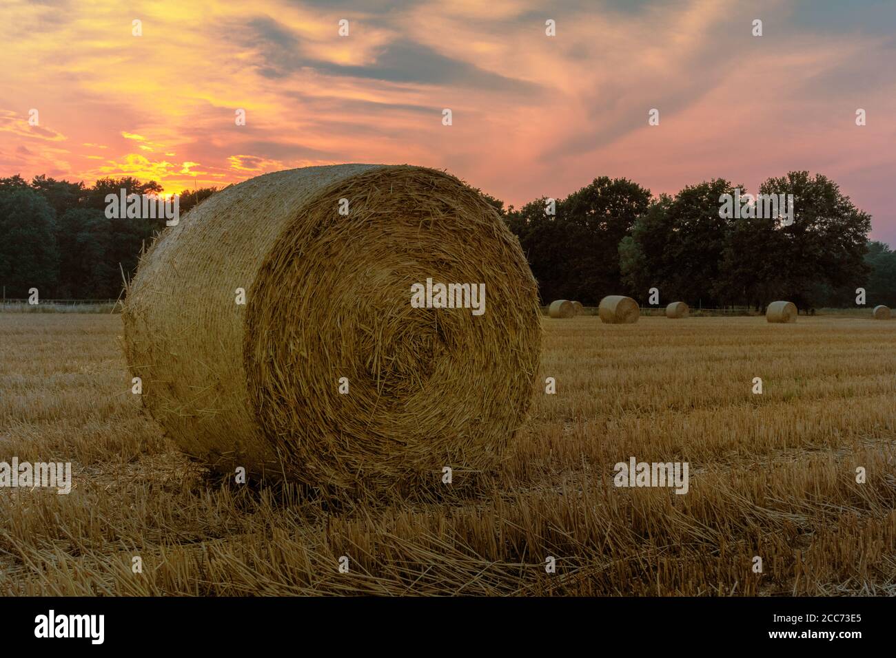 Rotolo di paglia su un campo di grano in tramonto Foto Stock