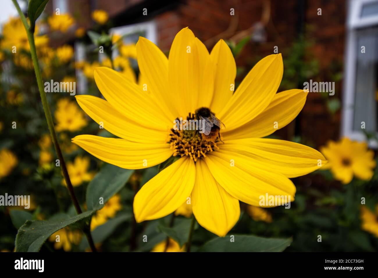 Un'ape bumble che si nutrono e atterrano su un bel fiore giallo di rudbeckia, daisy in un giardino urbano. Foto Stock