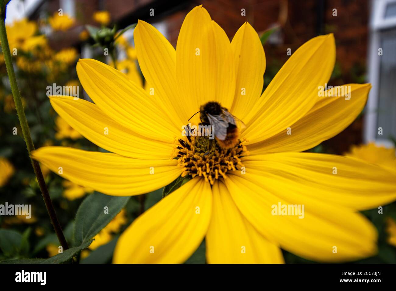 Un'ape bumble che si nutrono e atterrano su un bel fiore giallo di rudbeckia, daisy in un giardino urbano. Foto Stock