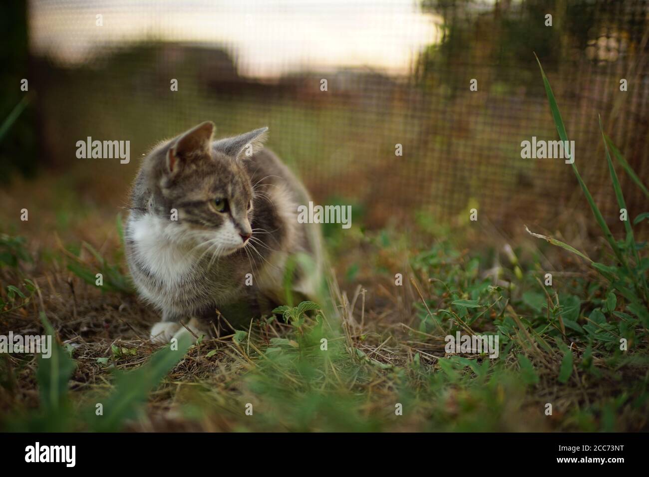 gattino grigio seduto nel giardino estivo sull'erba. Foto Stock
