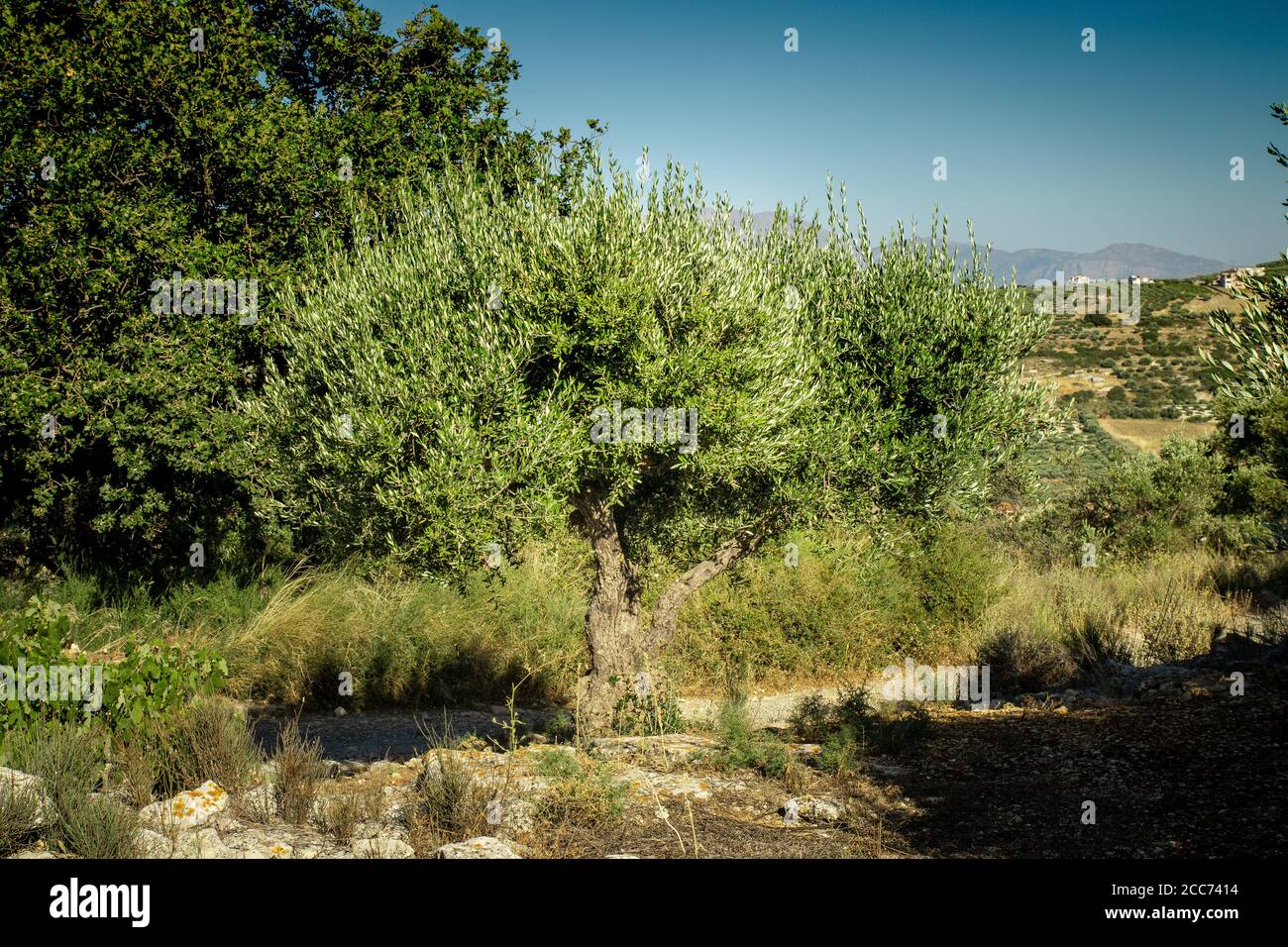 Ulivo sulla collina. Piantagione di olive sullo sfondo. Paesaggio con alberi di ulivo. Agricoltura industriale coltivazione di olivi. Olivi greci Foto Stock