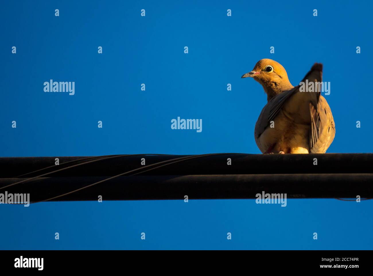 Always On The Lookout Immagini e Fotos Stock - Alamy