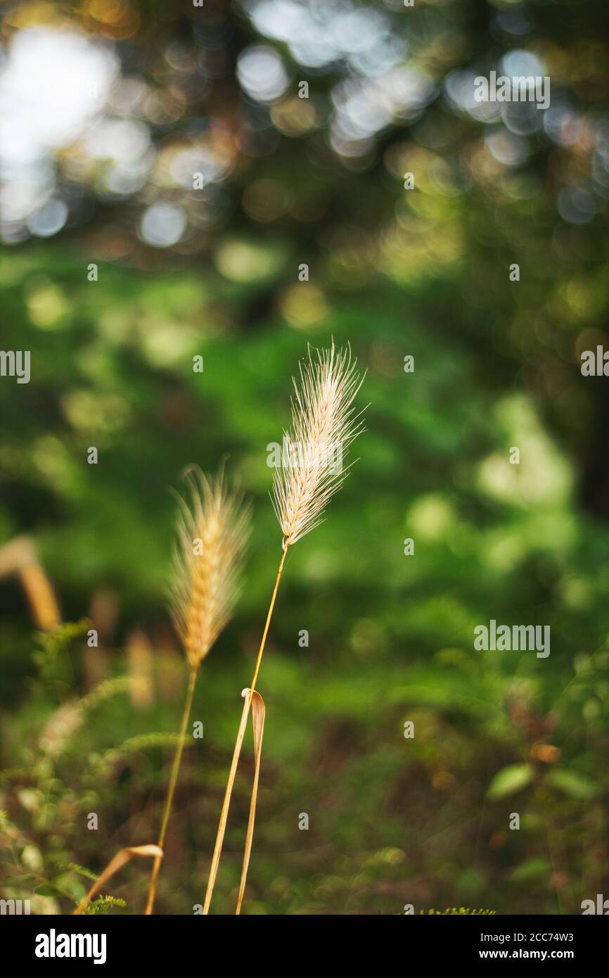 Closeup di una lama di orzo con un verde sfocato sfondo Foto Stock