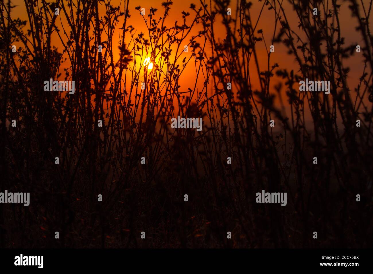 Tramonto attraverso i cespugli Foto Stock