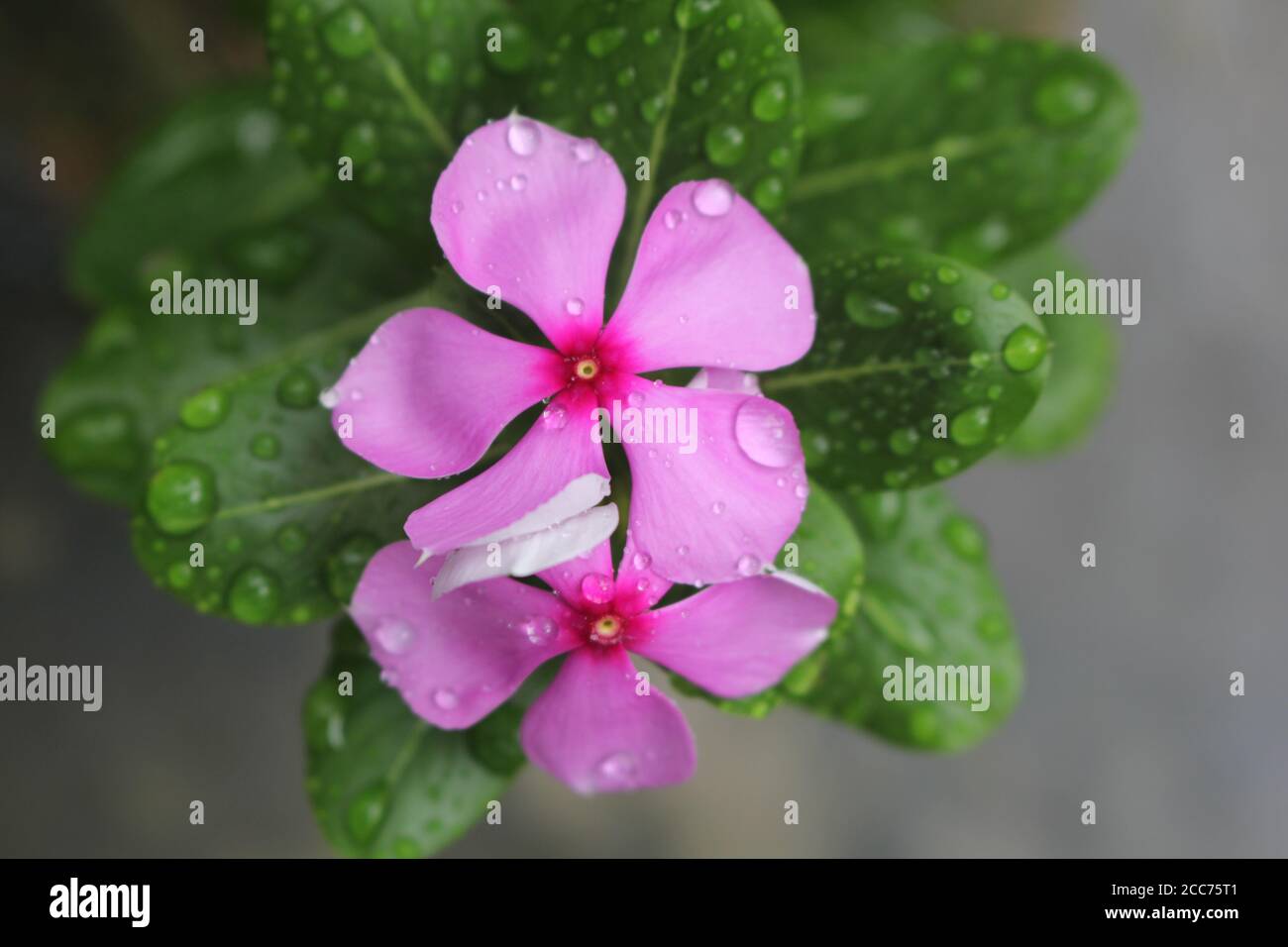 Questo è Periwinkle fiore .picture preso da Bangladesh.The Periwinkle fiore è molto bello da guardare Foto Stock