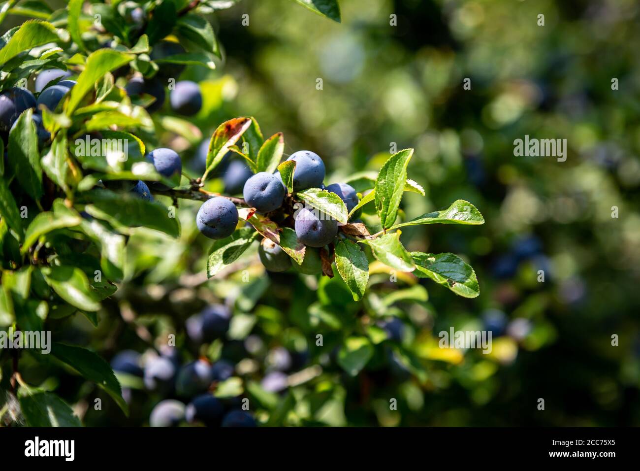 Sciabe bacche su un cespuglio di spina nera nella campagna del Sussex, in una giornata di sole Foto Stock