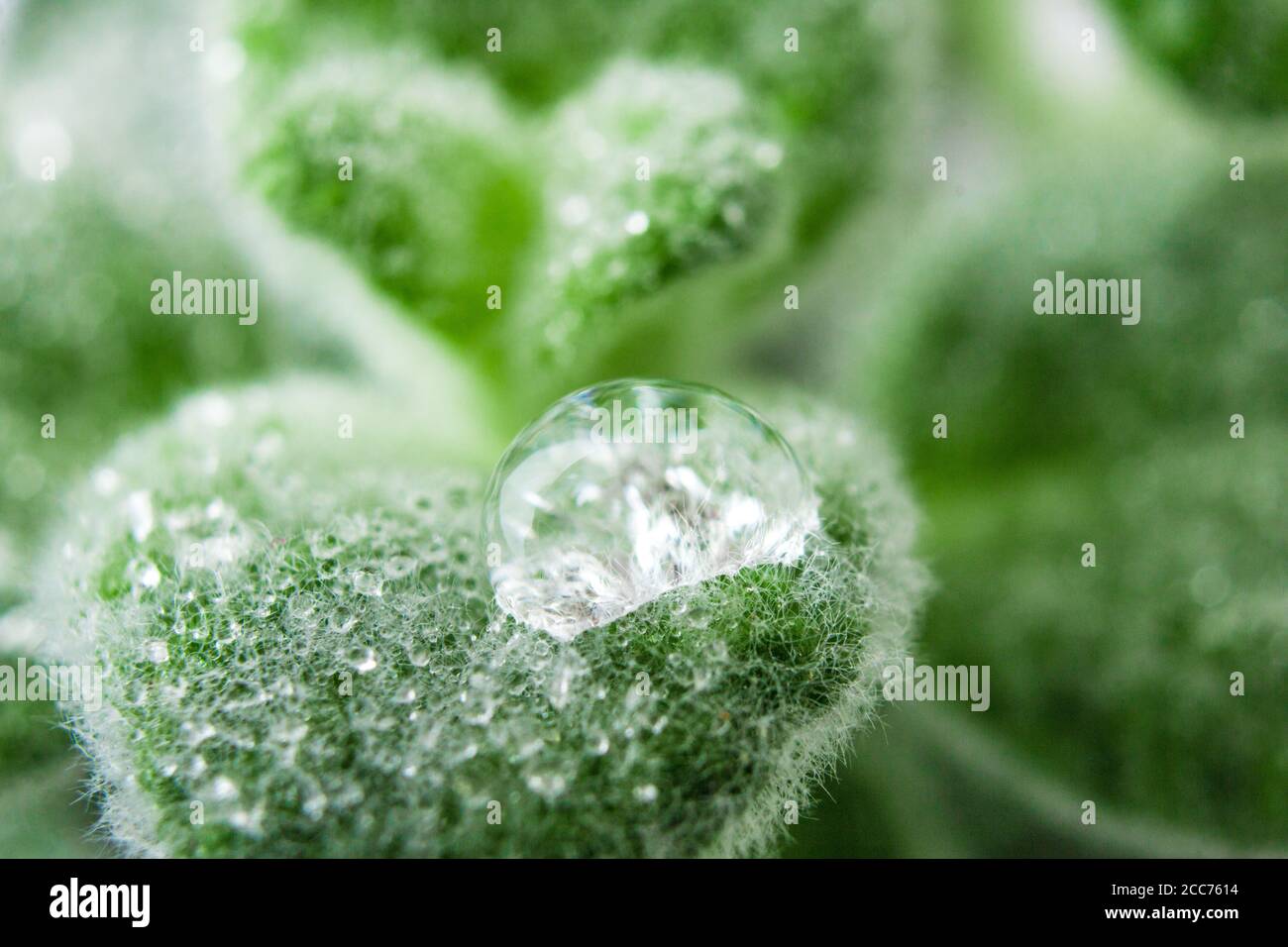 Dittany Cretan erbe Dictamus. Gocce d'acqua sulle foglie Foto Stock