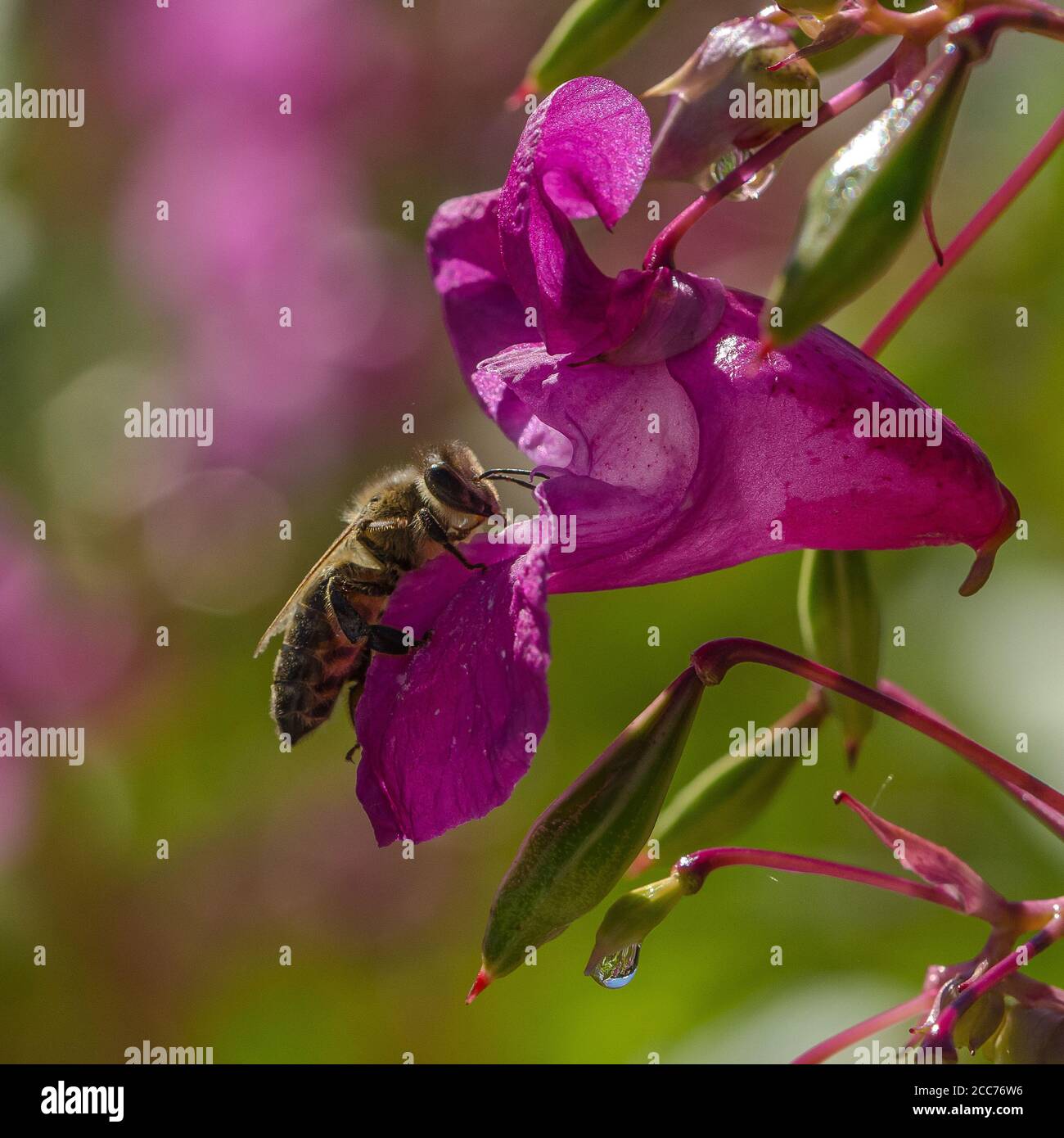Ape al fiore di Indian Jewelweed Foto Stock