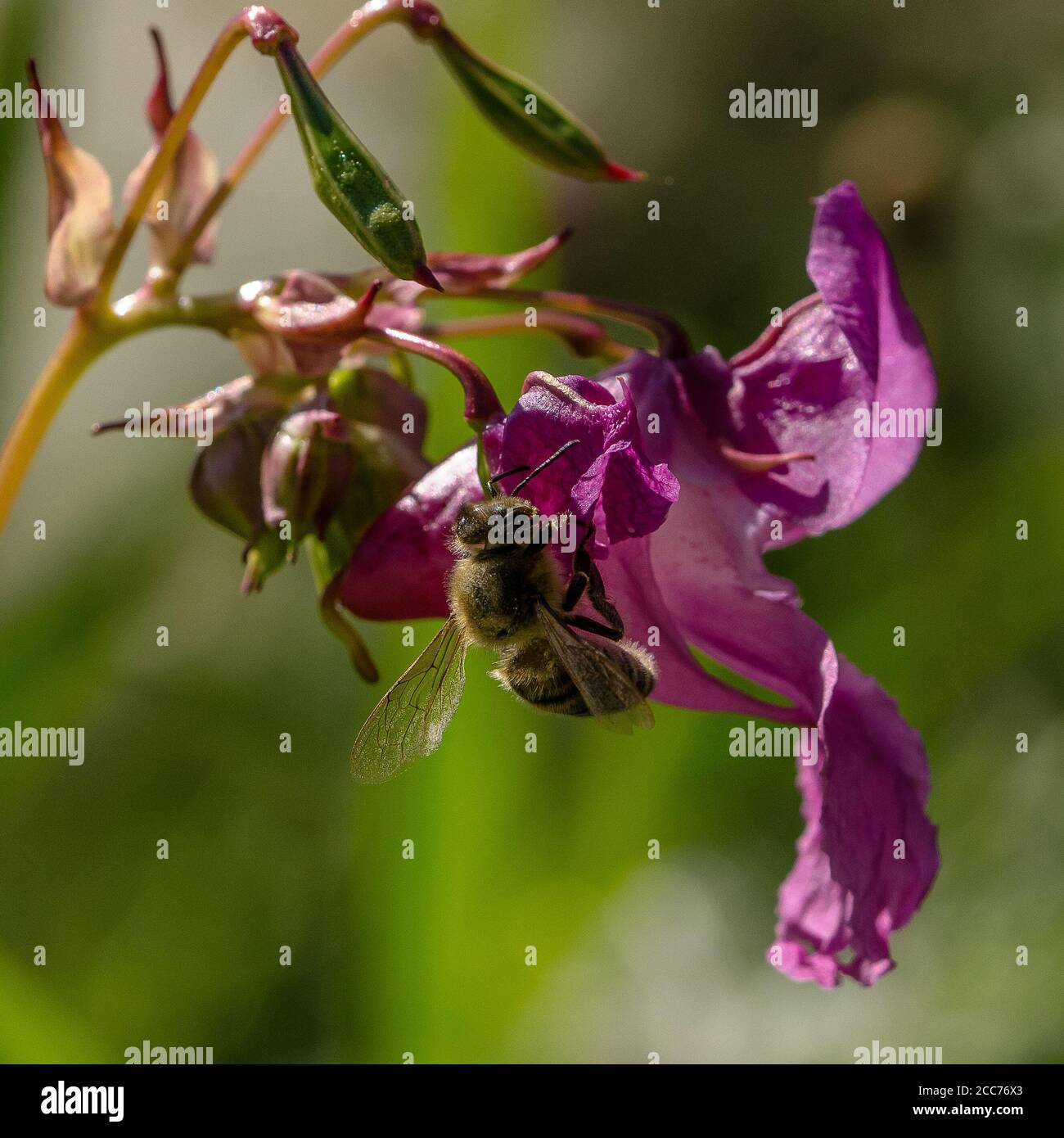 Ape al fiore di Indian Jewelweed Foto Stock