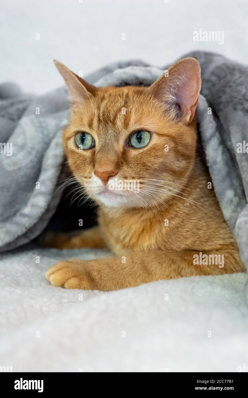 Gabby, un gatto di shorthair domestico arancione Foto Stock