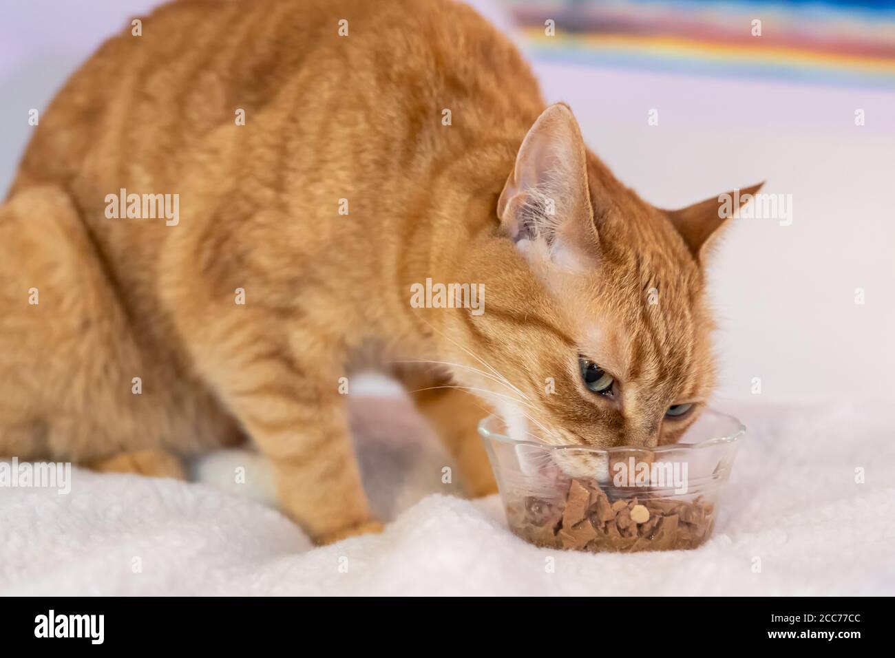 Gabby, un gatto di shorthair domestico arancione Foto Stock