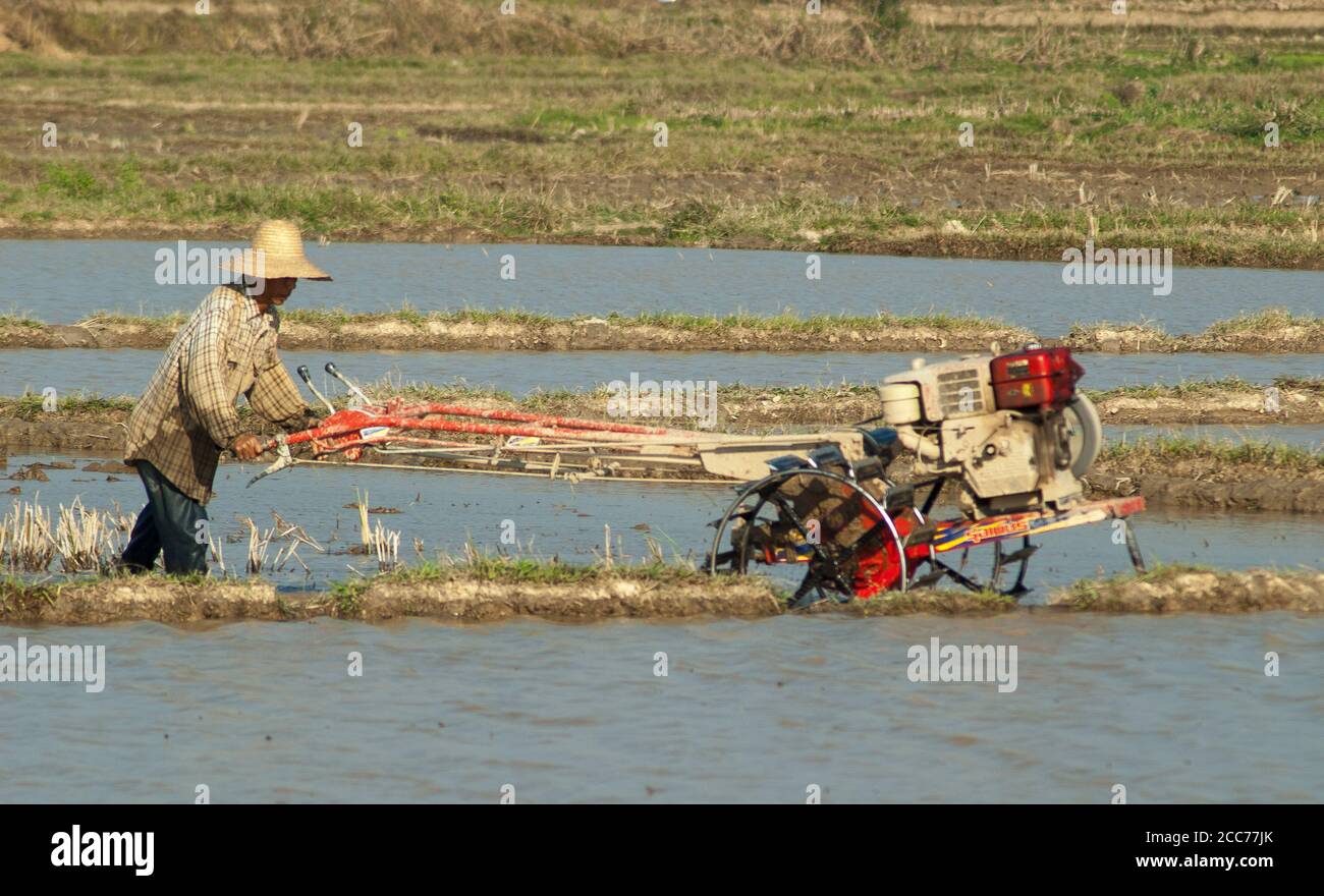 Coltivatore di riso che tende il suo raccolto nello Stato di Shan, Myanmar Foto Stock