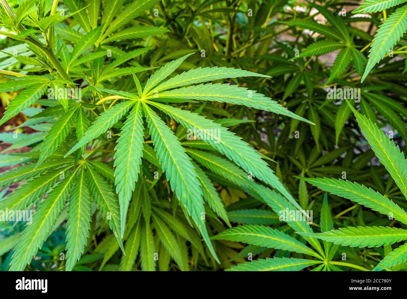 Grandi piante sane di cannabis che crescono all'aperto Foto Stock