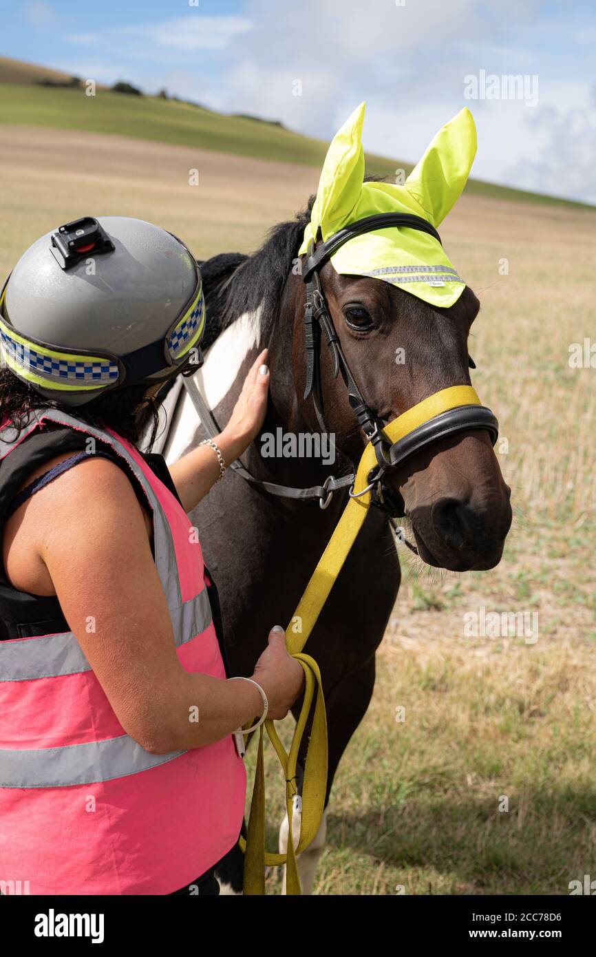 Cavallo della polizia che indossa copriauricolari ad alta visibilità con agente nella campagna rurale del Sussex Foto Stock