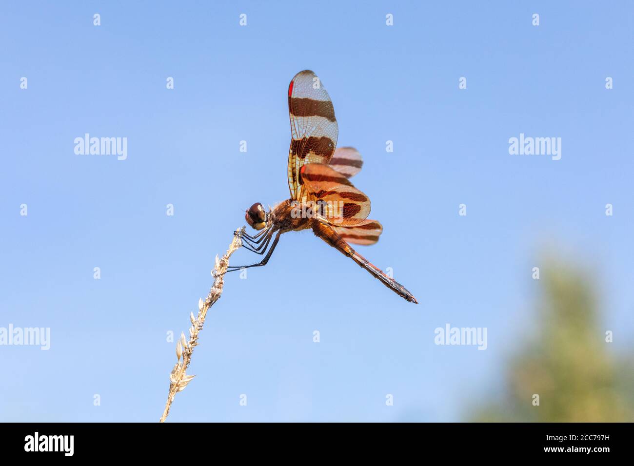 La pennant di Halloween si libra nella Big Hollow Recreation Area della Contea di Des Moines, Iowa Foto Stock