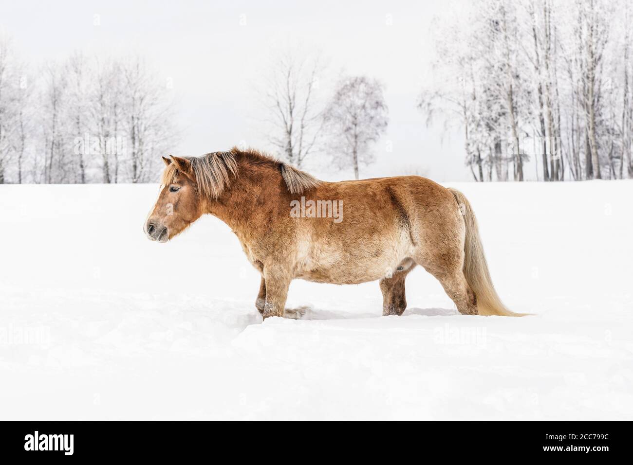 Marrone chiaro Horse Haflinger che guadi nella neve profonda sul campo in inverno, alberi offuscati sullo sfondo Foto Stock
