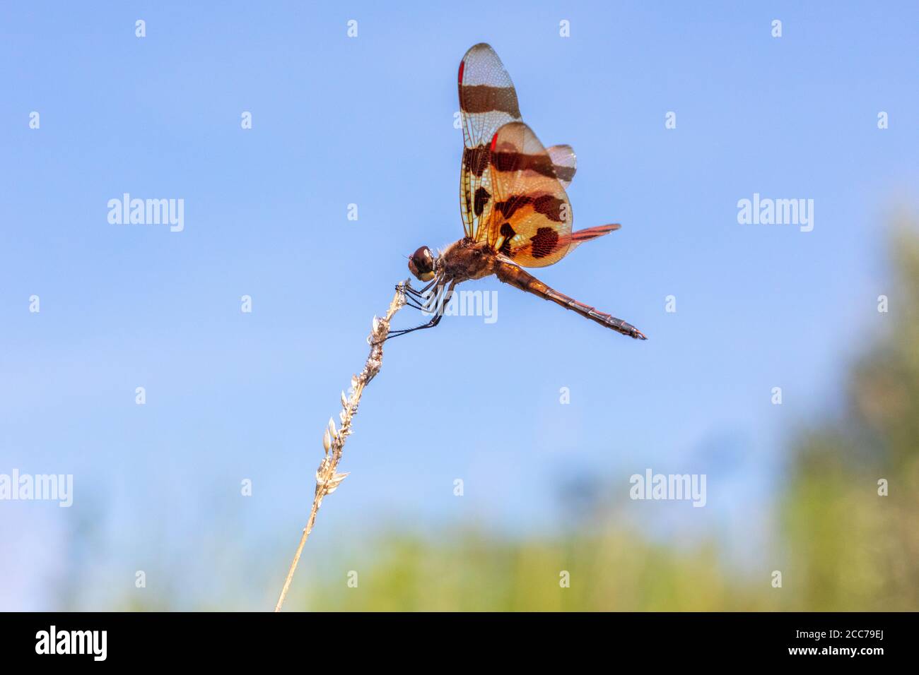 La pennant di Halloween si libra nella Big Hollow Recreation Area della Contea di Des Moines, Iowa Foto Stock