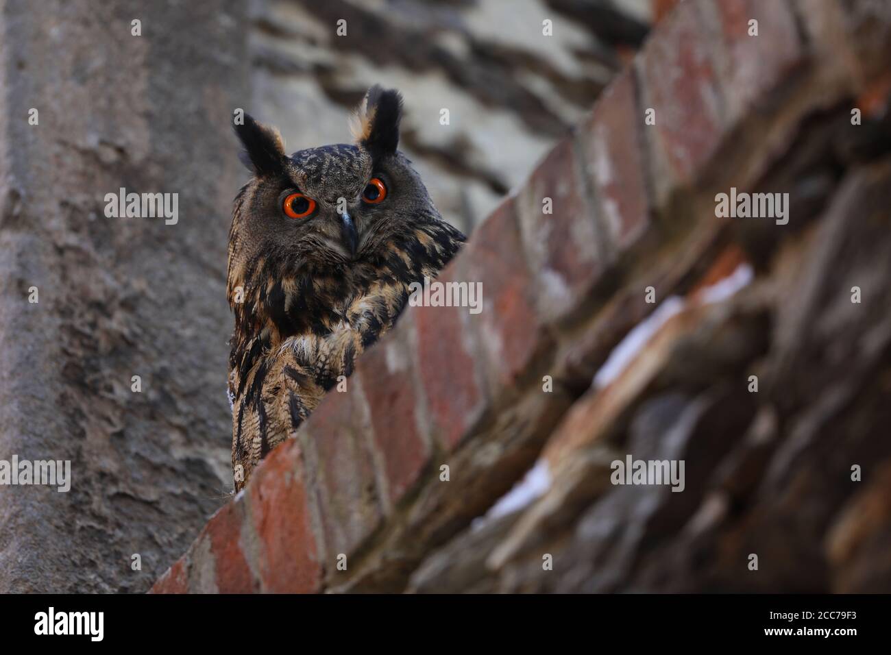 Un grosso marrone eared owl sorge su un antico muro di pietra. Bubo bubo, vicino. Gufo reale Foto Stock