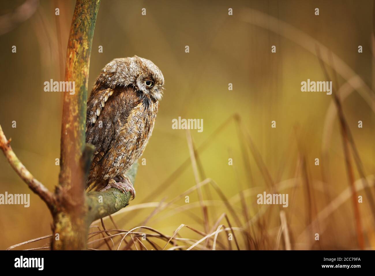 Scrops Owl, Otus scrops, seduto sul ramo dell'albero. Fauna selvatica scena animale dalla natura. Piccolo uccello, gufo primo piano. Foto Stock